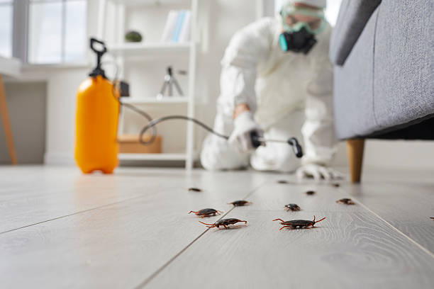 Post-Treatment Bed Bug Interceptor Monitoring in Island Park